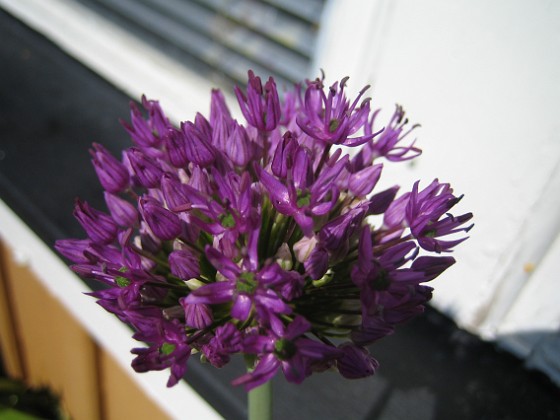 Allium, 'Purple Sensation' {  } 