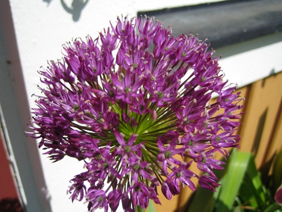 Allium, 'Purple Sensation' 
