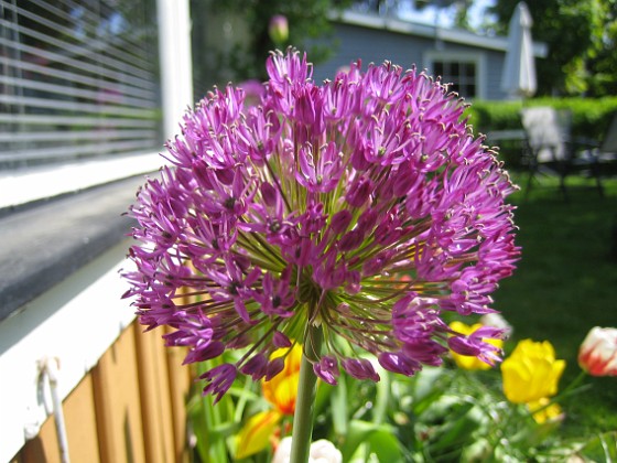 Allium, 'Purple Sensation' {  } 