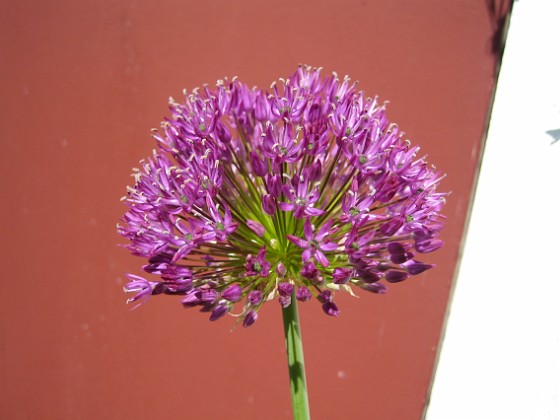 Allium, 'Purple Sensation'  
  
2011-05-22 IMG_0030  
Granudden  
Färjestaden  
Öland