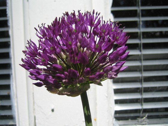 Allium, 'Purple Sensation' {  } 