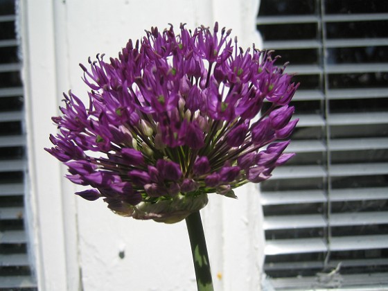 Allium, 'Purple Sensation' 
