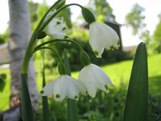 Sommarsnöklocka {  } 