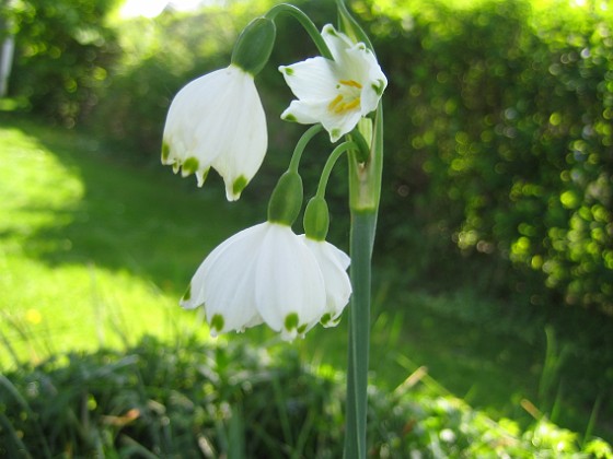 Sommarsnöklocka {  } 