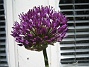 Allium, 'Purple Sensation'  
  
2011-05-22 IMG_0038
