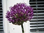 Allium, 'Purple Sensation'