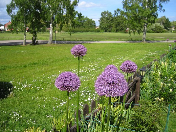 Allium {  } 