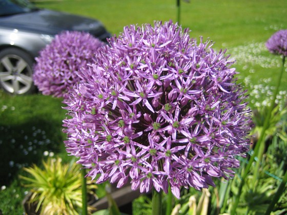 Allium 
