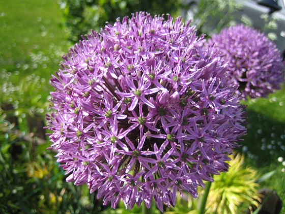 Allium 
