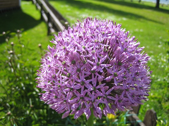 Allium 'Purple Sensation' {  } 