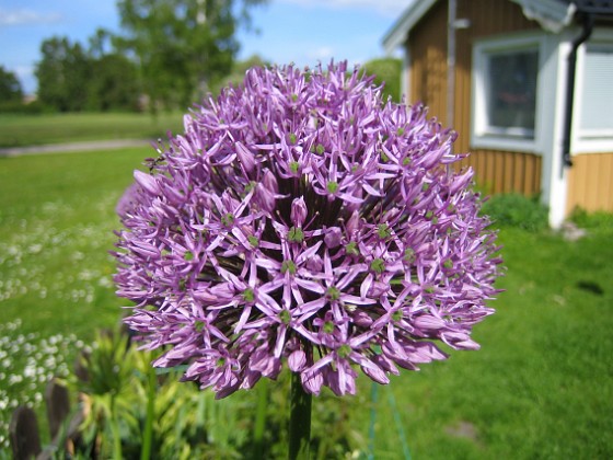 Allium 'Purple Sensation' {  } 