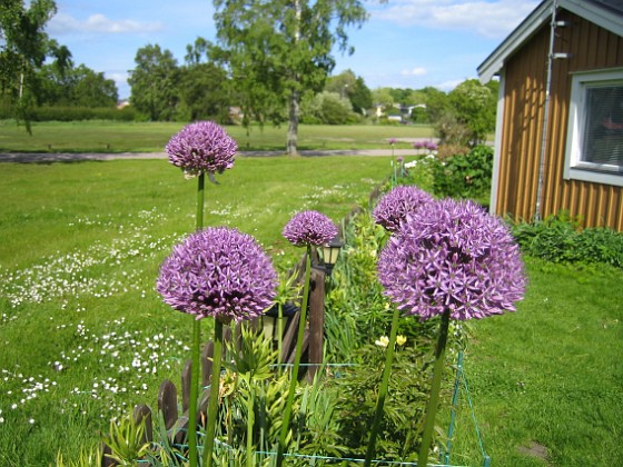 Allium 'Purple Sensation'  
  
2011-05-29 IMG_0007  
Granudden  
Färjestaden  
Öland