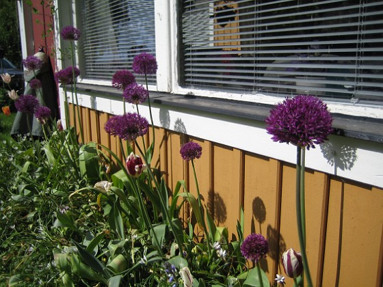 Allium  
  
2011-05-29 IMG_0023  
Granudden  
Färjestaden  
Öland