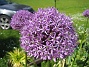 Allium