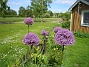 Allium 'Purple Sensation'  
  
2011-05-29 IMG_0007
