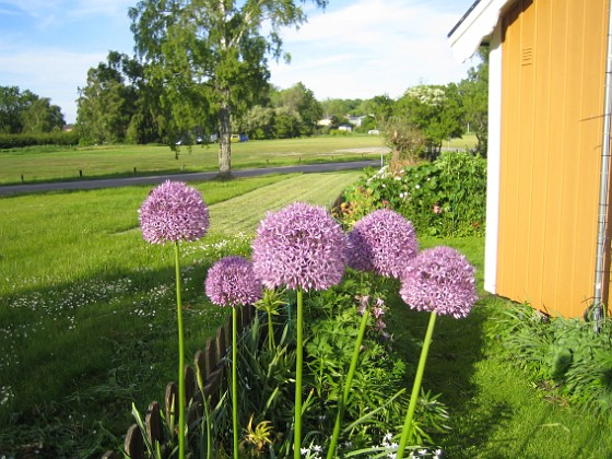 Allium 
