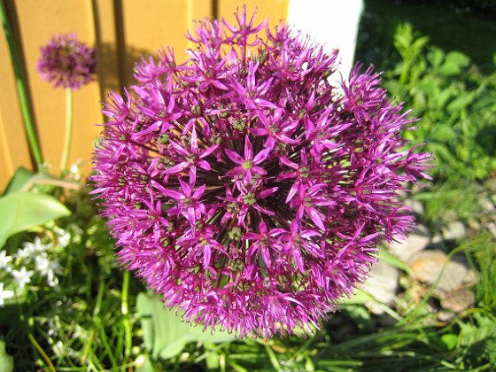 Allium 
