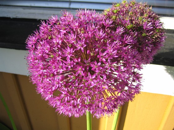 Allium 
