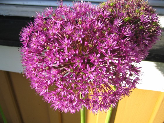 Allium 
