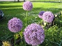 Allium