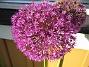 Allium