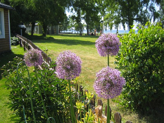 Allium {  } 