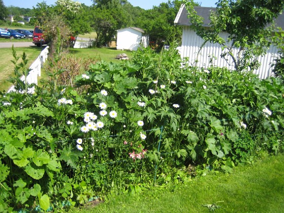 Prästkrage  
  
2011-06-06 IMG_0044  
Granudden  
Färjestaden  
Öland