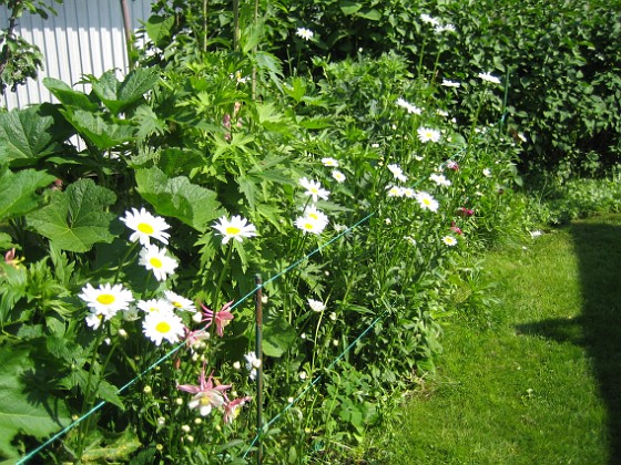 Prästkrage  
  
2011-06-06 IMG_0045  
Granudden  
Färjestaden  
Öland