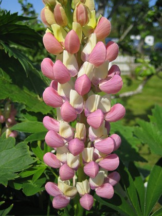 Lupin  
  
2011-06-06 IMG_0069  
Granudden  
Färjestaden  
Öland