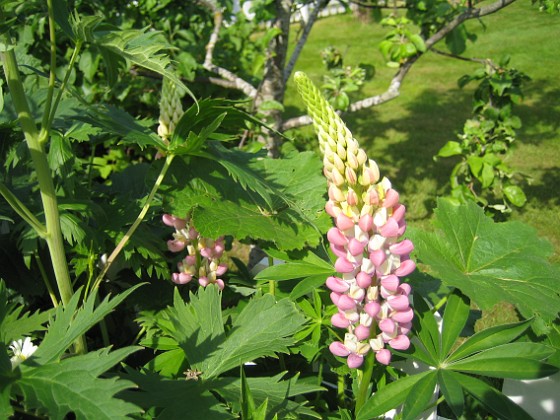 Lupin  
  
2011-06-06 IMG_0070  
Granudden  
Färjestaden  
Öland