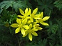 Allium  
  
2011-06-11 IMG_0056