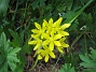 Allium  
  
2011-06-11 IMG_0058