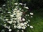  (2011-06-20 IMG_0051)