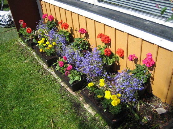 Tagetes, Dahlia, Lobelia, Pelargon {  } 