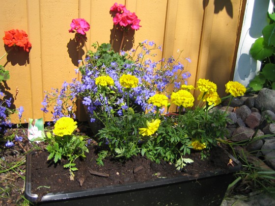 Tagetes, Dahlia, Lobelia, Pelargon {  } 