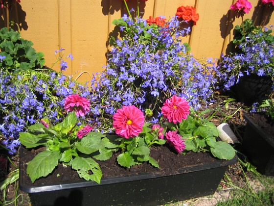 Tagetes, Dahlia, Lobelia, Pelargon 
