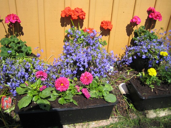 Tagetes, Dahlia, Lobelia, Pelargon