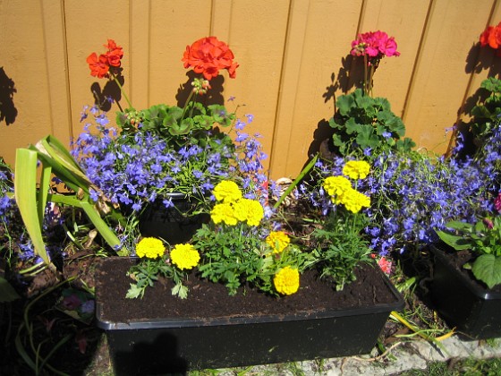 Tagetes, Dahlia, Lobelia, Pelargon 
