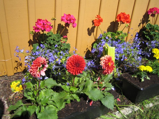 Tagetes, Dahlia, Lobelia, Pelargon 
