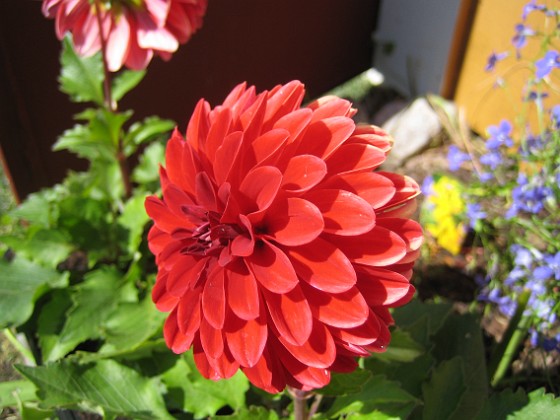 Dahlia