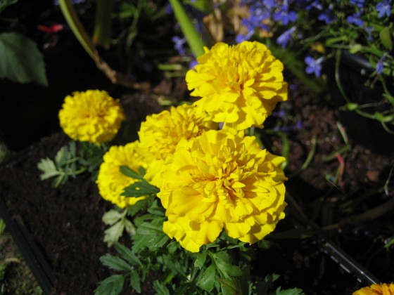 Tagetes 
