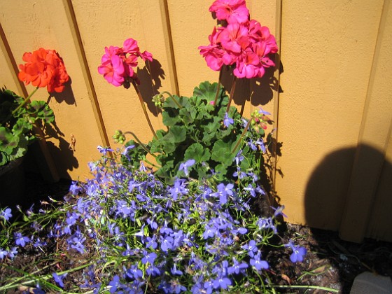 Pelargon + Lobelia  
  
2011-06-21 IMG_0041  
Granudden  
Färjestaden  
Öland