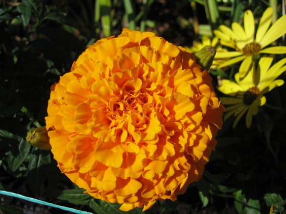 Tagetes 
