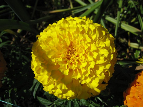 Tagetes 
