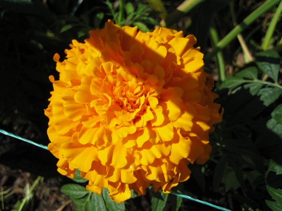 Tagetes