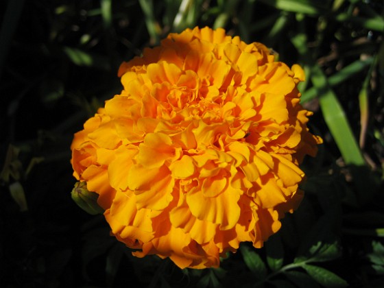 Tagetes 
