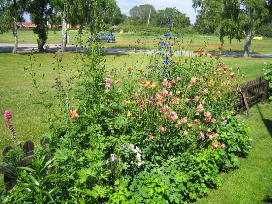 Akleja  
  
2011-06-21 IMG_0057  
Granudden  
Färjestaden  
Öland