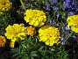 Tagetes