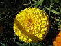 Tagetes