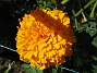 Tagetes